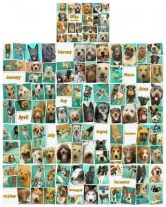 2013 Daycare Calendar for SPCA