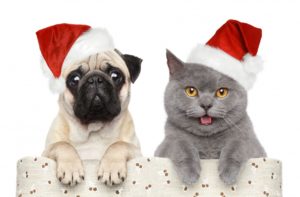 Barks and Recreation in Trail, BC christmas-pug-cat