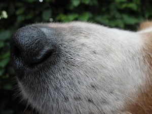 Doggy Detectives – Fun Scent Games